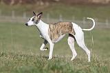 WHIPPET 328